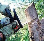 How Our Tree Care Process Works  in  Elizabethton, TN