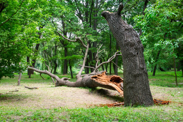 Best Tree and Shrub Care  in Elizabethton, TN