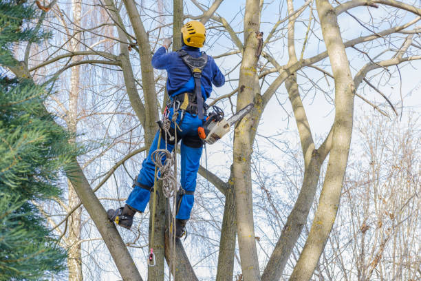 Best Pest Control for Lawns  in Elizabethton, TN