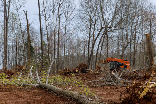 Best Tree Disease Treatment  in Elizabethton, TN
