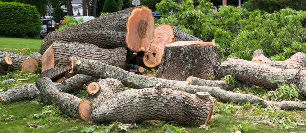 Best Tree Trimming and Pruning  in Elizabethton, TN