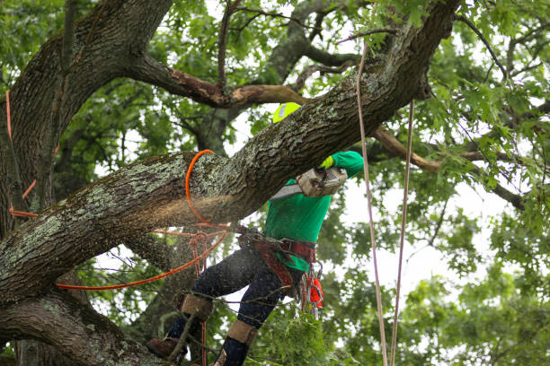 Best Commercial Tree Services  in Elizabethton, TN
