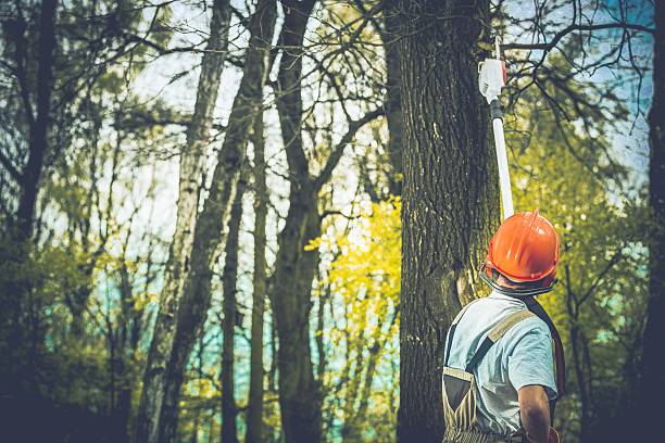 Trusted Elizabethton, TN Tree Care Experts